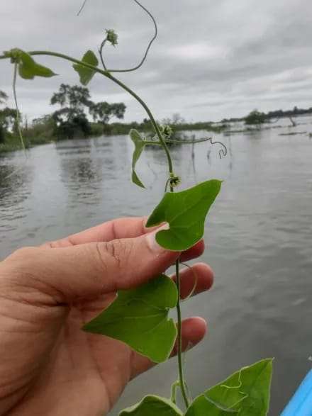 Una planta endémica de Corrientes, Sicydium nereoi, fue redescubierta después de 50 años